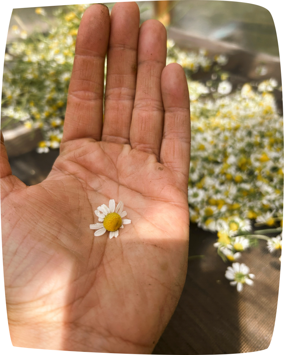 Chamomile