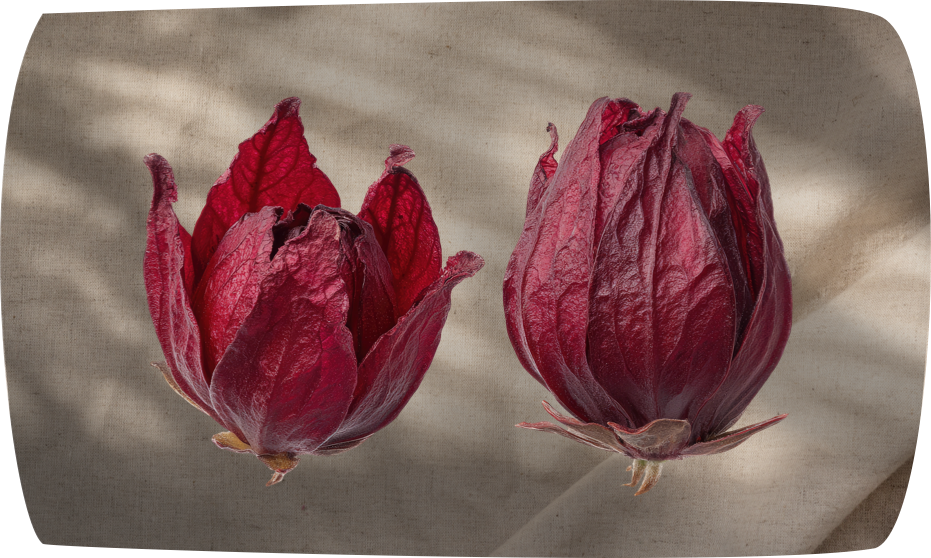 Hibiscus