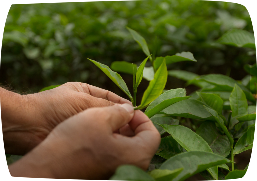 Assam Pekoe