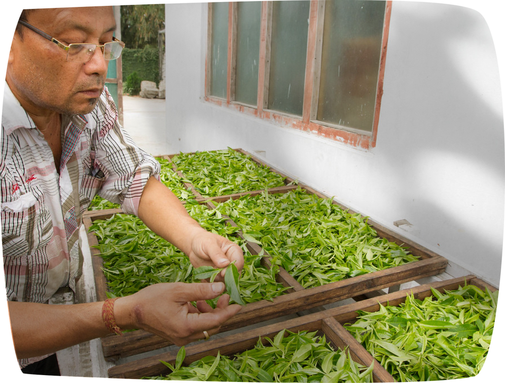 Assam Pekoe