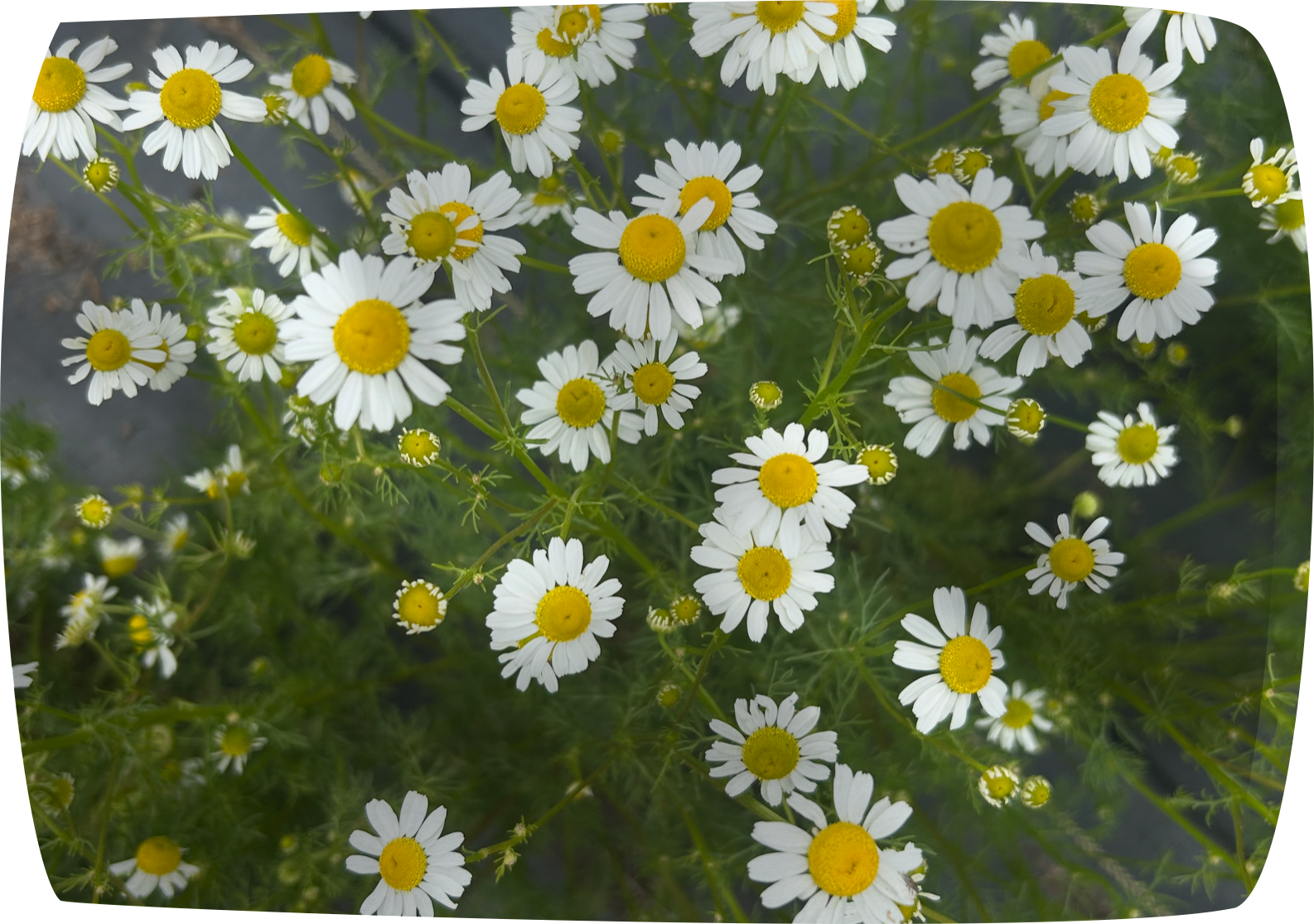Chamomile