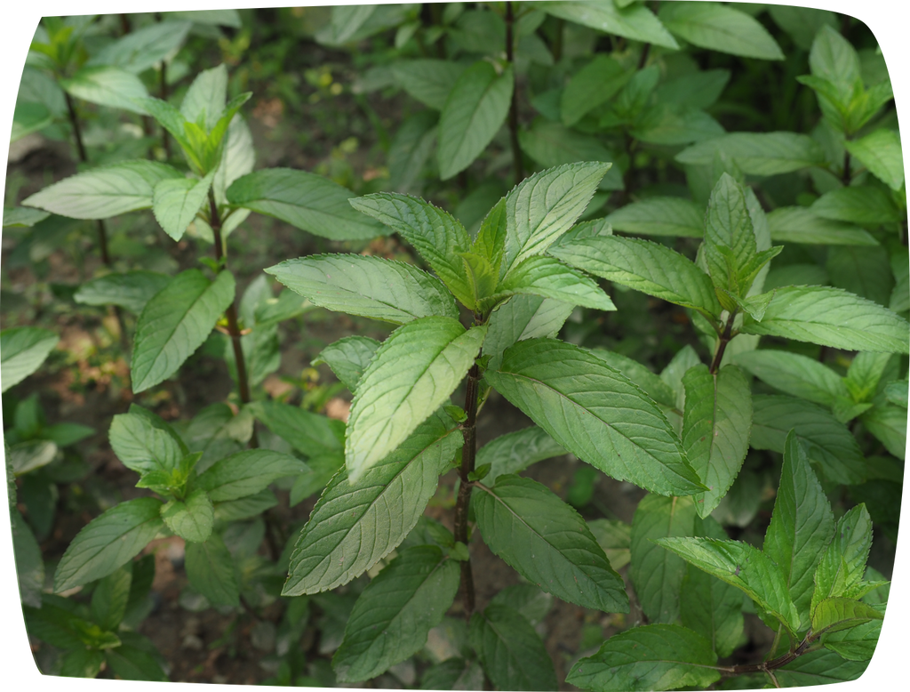 Peppermint