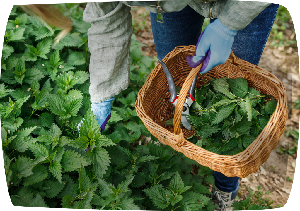 Nettle