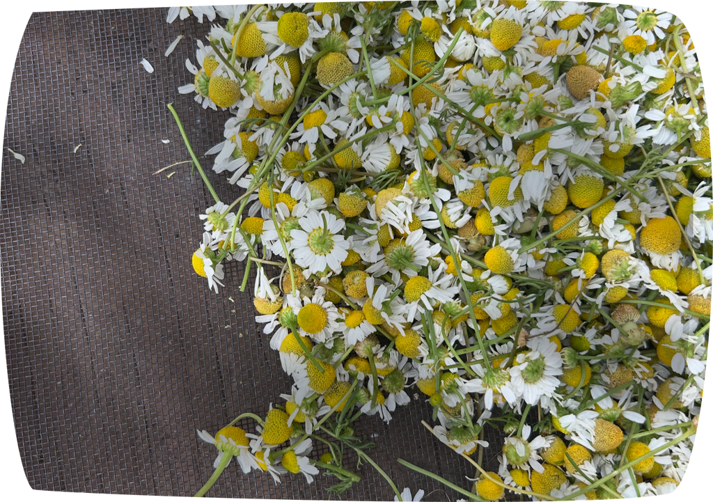 Chamomile