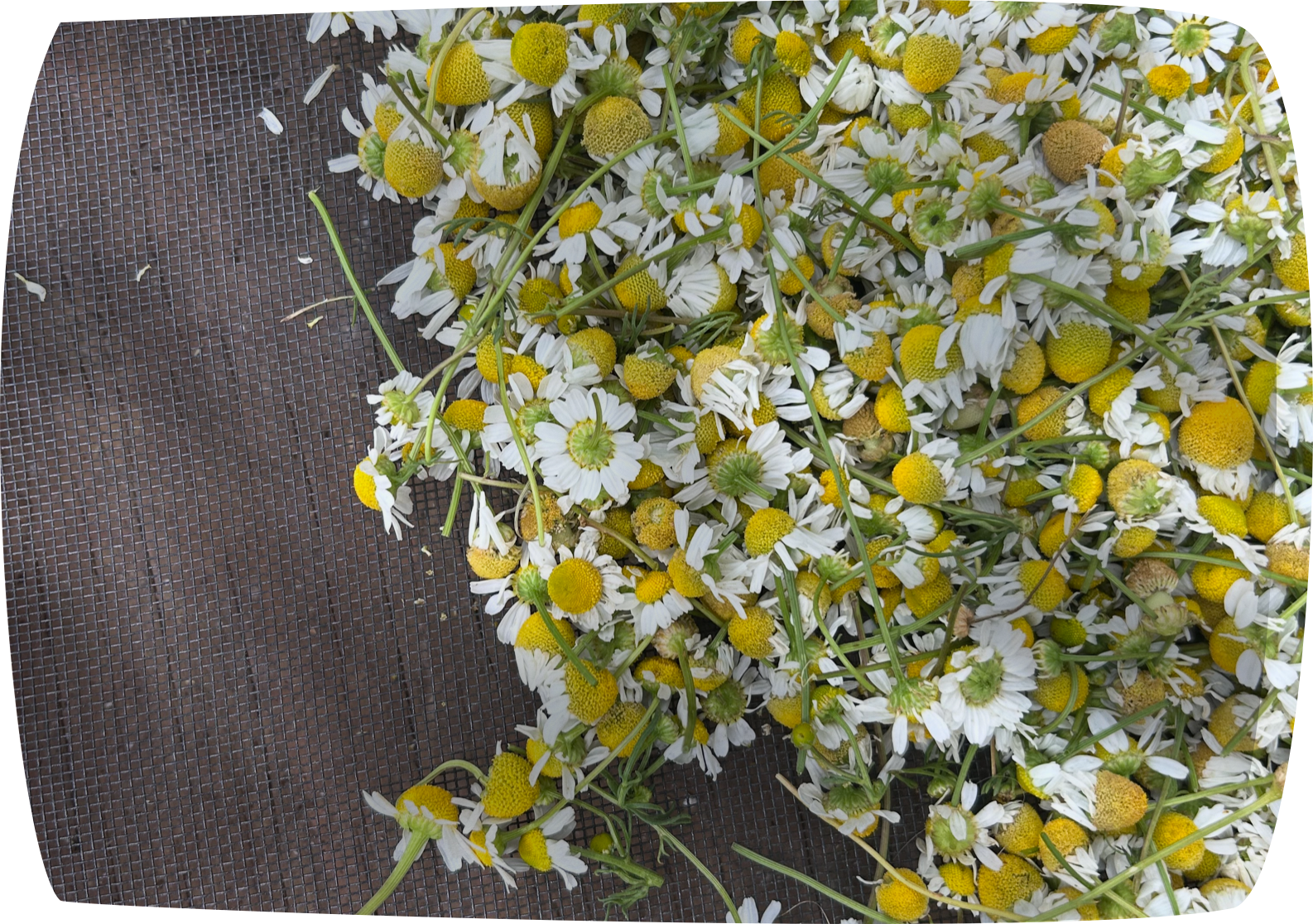 Chamomile