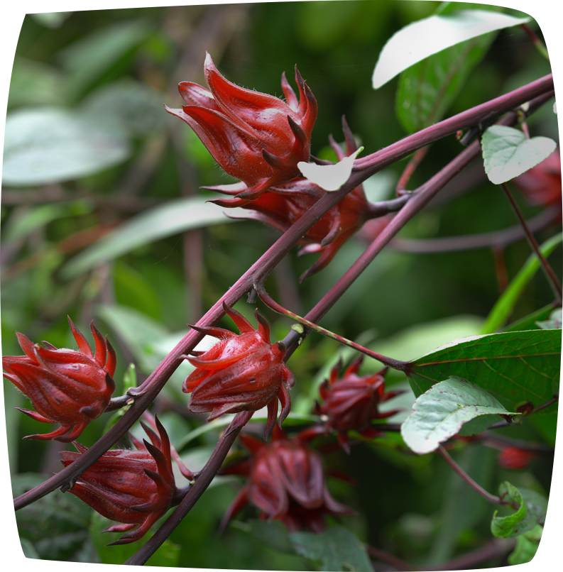 Hibiscus