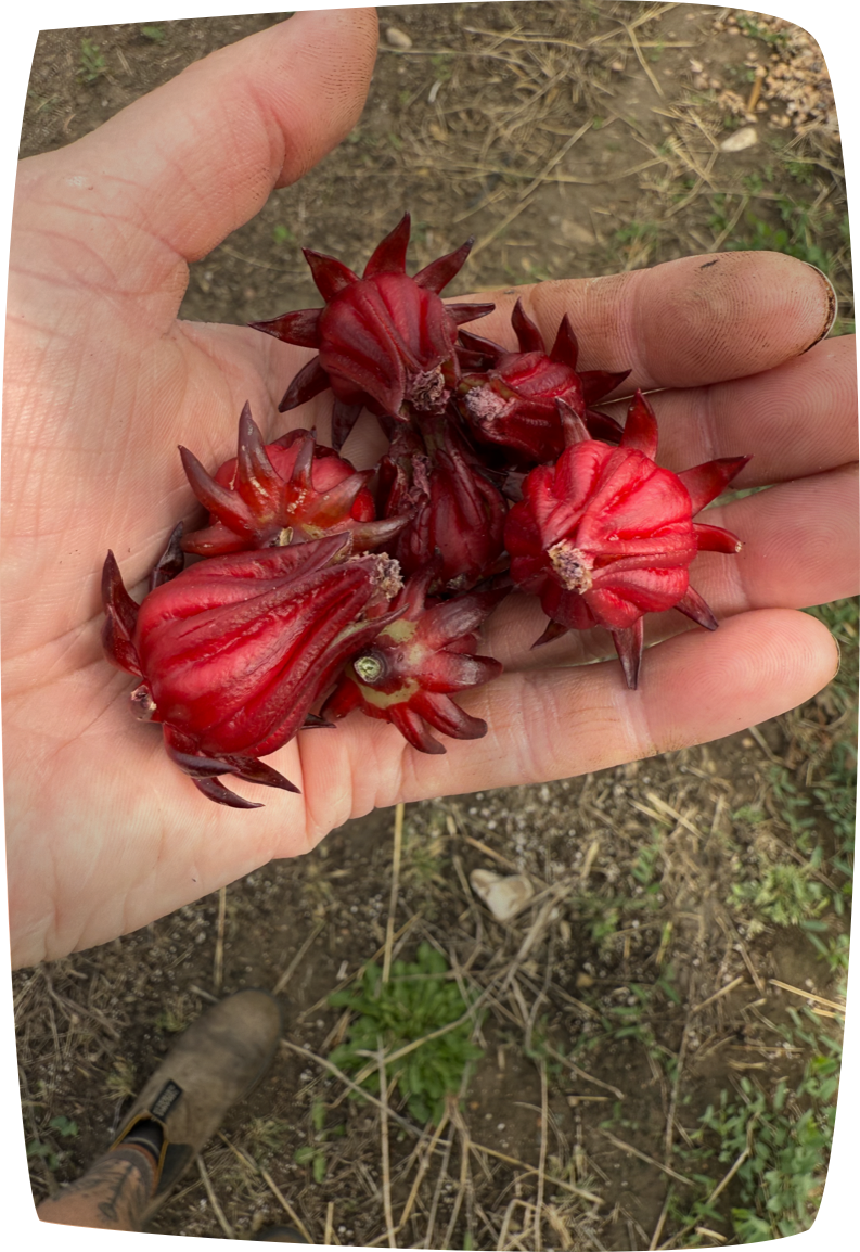 Hibiscus