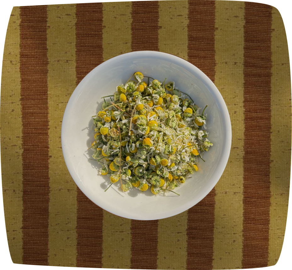 Chamomile